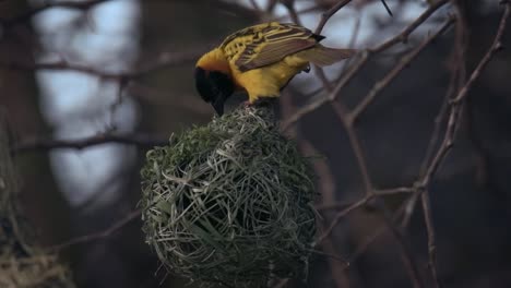 Static-shot-of-a-Yellow-Weaver-pecking-at-a-round-nest-in-Rwanda