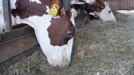 Head-Of-A-Dairy-Cow-With-Yellow-Ear-Tag-Grazing-On-Hay-At-Dairy-Farm