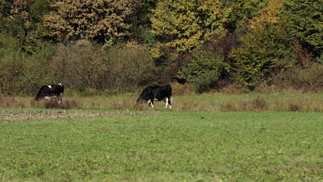 Weidende-Kühe---Rumänische-Felder-2