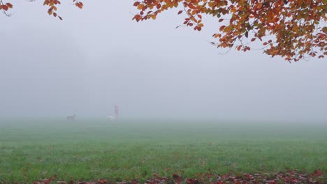 Foggy-autumnal-morning-in-the-park,-an-owner-exercises-their-dogs-with-autumn-leaves-at-the-top-of-frame
