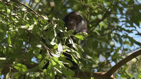 Slowmotion-shot-of-a-chimpanzee-sitting-in-a-tree-eating-and-chewing-in-Rwanda