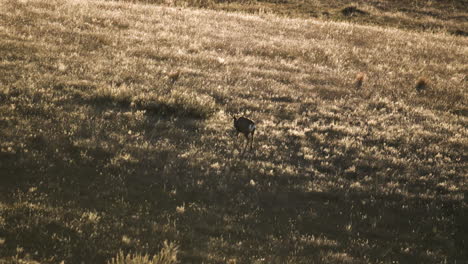 Big-Mule-deer-buck-walking-on-a-open-plain-or-field