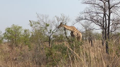 Giraffe-Steht-Zwischen-Den-Bäumen-In-Der-Savanne-Afrikas-Und-Frisst-Die-Blätter