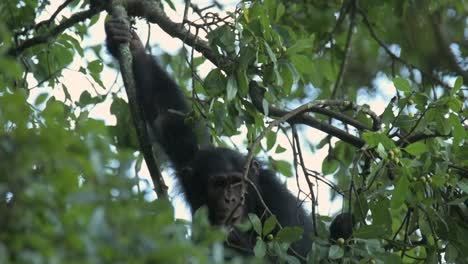 Slowmotion-shot-of-a-Chimpanzee-eating-fruits-off-of-a-tree-in-Rwanda