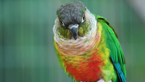 Portrait-of-Green-cheeked-Conure-or-Parakeet-perched-in-Osan-Birds-Park