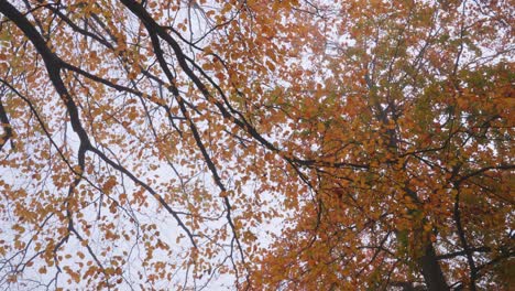 Foggy-autumnal-tree-branches-with-orange-leaves-sway-gently-from-above