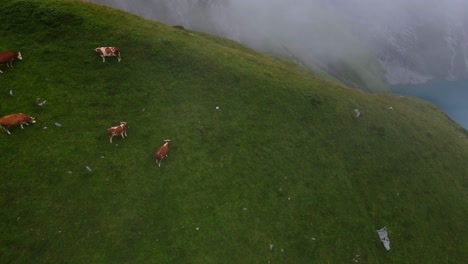 Cinematic-flight-over-mountains-with-cows