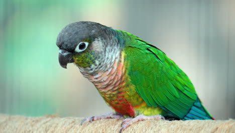 Green-cheeked-Parakeet-or-Conure--Foraging---Close-up