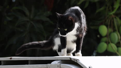 Schwarze-Und-Weiße-Katze,-Die-Auf-Dem-Dach-Eines-Weißen-Autos-Spaziert,-Mit-Mangos,-Die-Im-Baum-Dahinter-Hängen