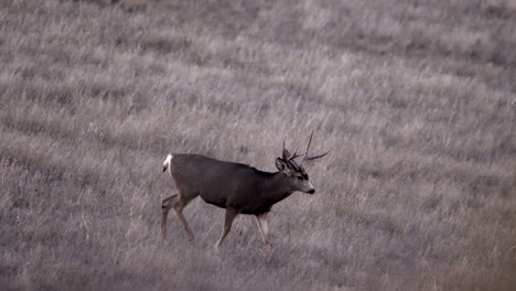 Mule-deer-buck-walking-on-a-open-plain-or-field