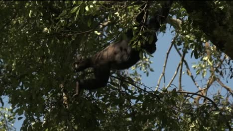 Kamerafahrt-In-Zeitlupe-Eines-Schimpansen,-Der-Sich-In-Ruanda-Von-Baum-Zu-Baum-Schwingt