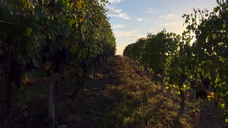 A-smooth-walk-in-an-Italian-vineyard-at-sunset