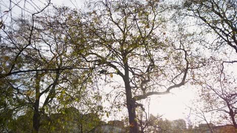 Low-Angle-Shot-Von-Baum-In-Der-Londoner-Winterzeit