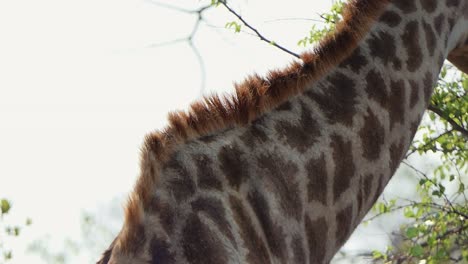 Rotschnabel-Madenhacker-Auf-Dem-Rücken-Einer-Giraffe-In-Afrika