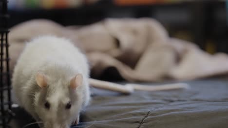 A-curious-pet-Rat-gazing-at-the-camera