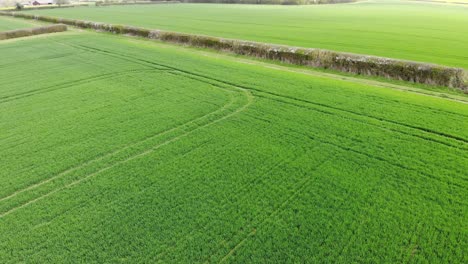 Drone-aerial-shot-rising-over-lush-green-farm-fields