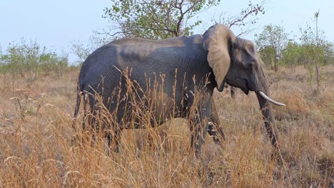 African-elephant-walks-through-the-tall-grass-on-the-savannah-of-Africa