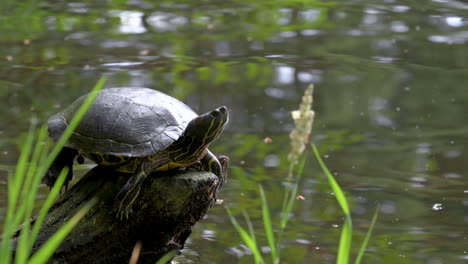Painted-Turtle-sits-motionless-on-small-stump-in-calm-pond,-close-up