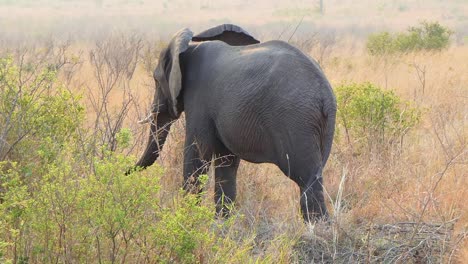Afrikanischer-Elefant-Schüttelt-Den-Kopf-Und-Geht-Weg