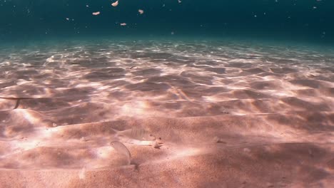 Rosafarbener-Meeresboden-Mit-Reflexionen-Von-Wellenbewegungen-Und-Schwimmenden-Fischen,-Die-Fallende-Brotstücke-Essen