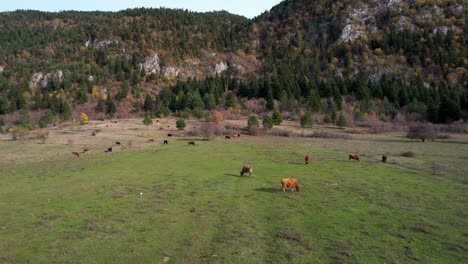 Vacas-Pastando-Hierba-Fresca-En-Pastos-Cerca-De-La-Montaña-Con-Pinos,-Concepto-De-Comida-Bionatural