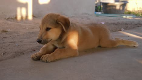 Close-up-of-cute-stray-puppy-abandoned-dog-lying-in-the-street