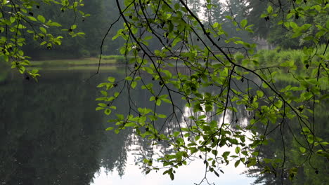 Scenic-background-of-calm-neighborhood-pond-on-overcast-day