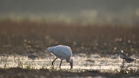 Flock-of-Wild-Eurasian-Spoonbill-Birds-Feeding-In-A-Wetland-Environment