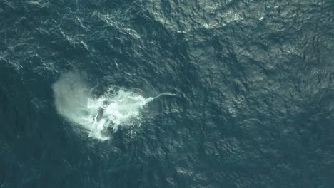 Cinematic-Aerial-vertical-Drone-footage-of-Humpback-Whale-family-playing-around