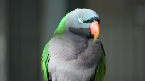 Close-up-view-of-a-male-Lord-Derby's-parakeet