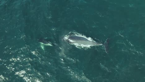 Cinematic-vertical-drone-footage-of-Humpback-whale-family-with-mother-and-calf-close-by-playing-together-blowing-water-fountains-off-Sydney-coastline-during-migration