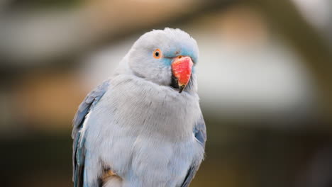 Rose-ringed-parakeet-Psittacula-krameri,-Blue-Ring-necked-Parakeet-Bird-Portrait---front-view-extreme-close-up