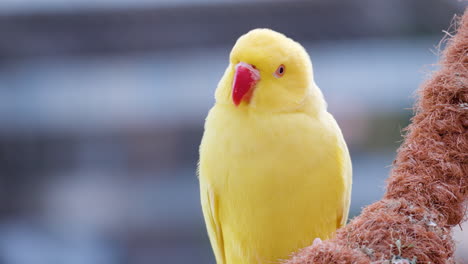Periquito-De-Anillos-De-Rosa-En-Color-Amarillo,-Un-Pájaro-Loro-Bastante-Pequeño-En-El-Parque-De-Aves-De-Osan,-Corea-Del-Sur