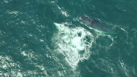 Cinematic-Aerial-Drone-Footage-of-Mother-and-Calf-Humpback-Whale-Close-Up