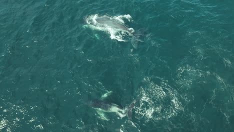 Whale-watching-off-Sydney-Coastline,-Cinematic-aerial-vertical-footage-of-Humpback-whale-mother-playing-around-with-its-calf-splashing-around-blowing-water-fountains-during-migration