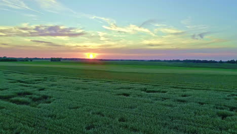 Aerial-drone-shot-flying-over-a-green-wheat-fields-with-sun-setting-in-the-background-over-blue-sky