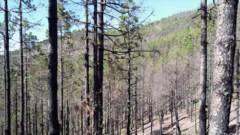 Umweltaufnahme-Des-Durch-Feuer-Verbrannten-Waldes