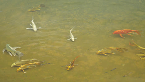 Karpfen-Im-Teich