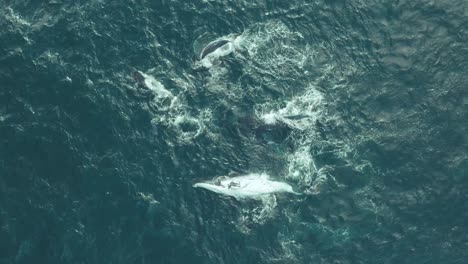 Humpback-Whale-Watching-off-Sydney-Coastline