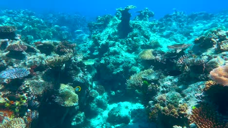 Unterwasser-4K-HDR-Des-Great-Barrier-Reef-In-Queensland,-Australien-Im-Dezember-2022