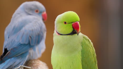 Two-Green-and-Blue-Rose-ringed-parakeet-birds-perched-on-branch-Looking-at-camera