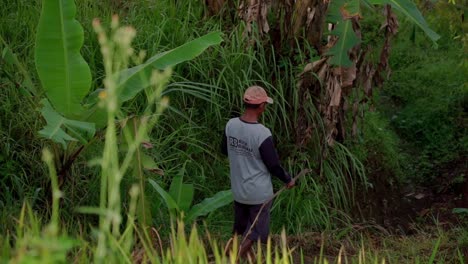 Slow-Motion-shot-of-A-farmer-walking-on-the-middle-of-rice-field,-rear-view-shot
