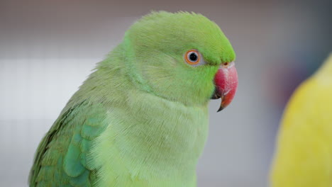 Green-Ring-necked-Parakeet-perched-in-Osan-Birds-Park---head-close-up