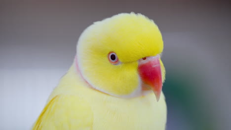 Head-close-up-of-Yellow-Rose-ringed-parakeet