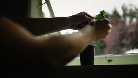 Young-man-in-t-shirt-picking-leaves-from-basil-plant-that-is-standing-on-a-windowsill