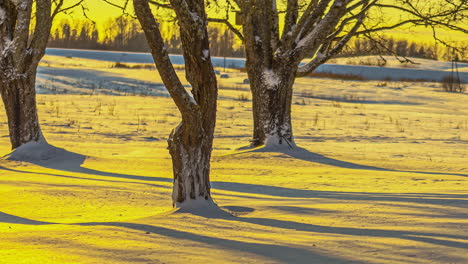 Yellow-sunlight-on-snowy-field-with-tree-trunks-shadows-moving