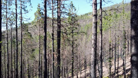 Filmische-Umgebungsaufnahme-Eines-Durch-Feuer-Verbrannten-Waldes