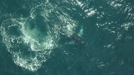 Buckelwalbeobachtung-Vor-Der-Küste-Der-Nördlichen-Strände-Von-Sydney