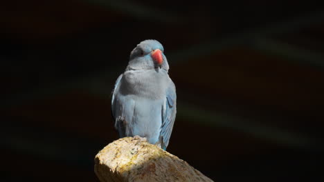 Blue-Ring-necked-Parakeet-perched-on-stone-in-Osan-Birds-Park,-South-Korea,-Rose-ringed-parakeet-Psittacula-krameri