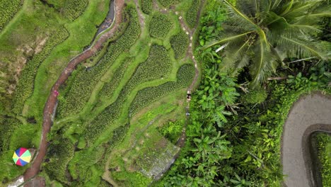 Wanderwege-Schlängeln-Sich-Durch-Ein-Traditionelles-Balinesisches-Reisfeld